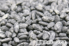 黒麹菌