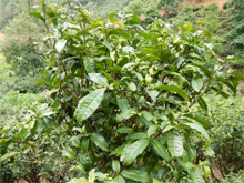 茶畑の様子
