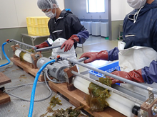ツルアラメ乾燥粉末